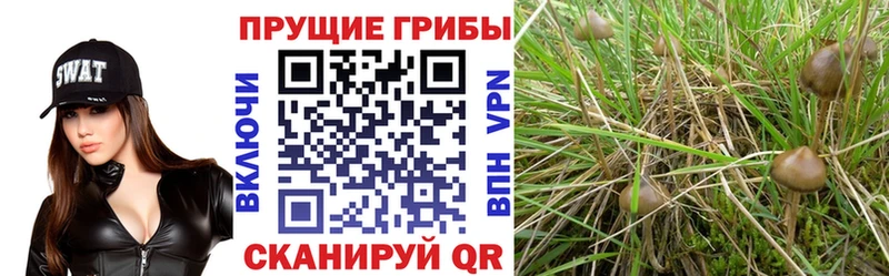 мориарти официальный сайт  купить закладку  Новоульяновск  Галлюциногенные грибы мицелий 